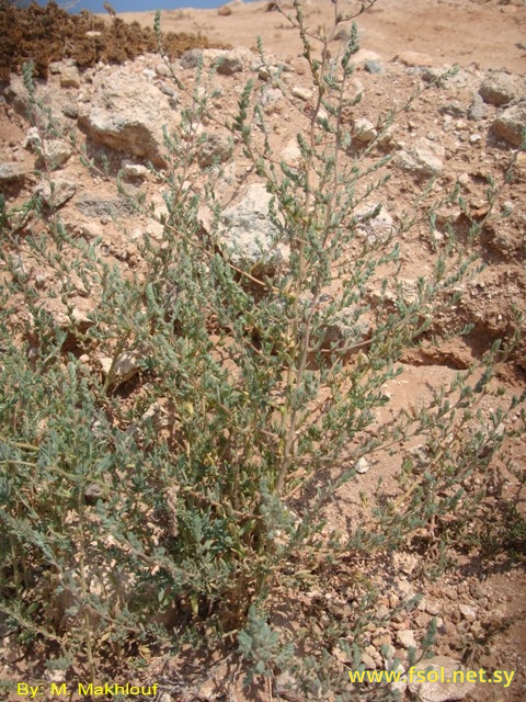 Kochia indica Wight.